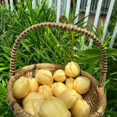 Su Su vàng phong thủy - chayote perulero : vỏ trơn nhẵn, vàng đẹp, dễ gọt ,có thể ăn sống, làm nộm, trộn gỏi mà không bị nhựa như su su thường-  quả giống nhập khẩu