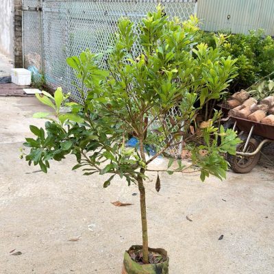 Cây thanh mai đài loan - cây giống choai lớn