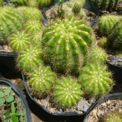 Xương Rồng " Bí xanh "- cây đủ size