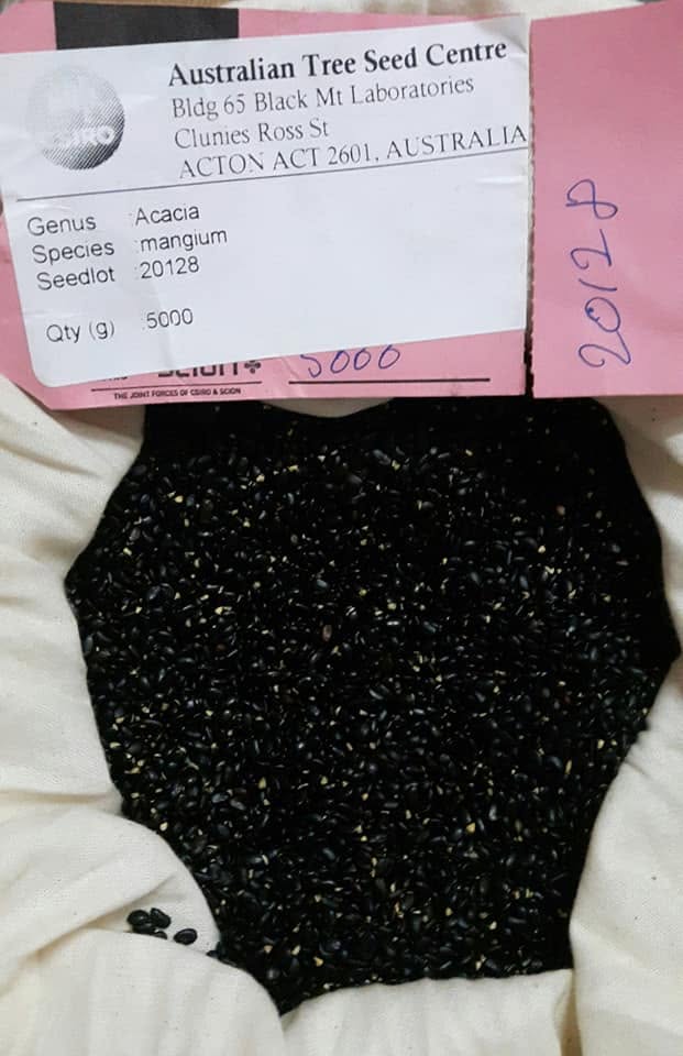 Hạt giống keo Úc ( keo tai tượng nhập khẩu từ Úc) -1kg Hạt giống keo Úc ( keo tai tượng nhập khẩu từ Úc) -1kg