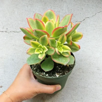 SEN ĐÁ " Sen Đá 3 Màu Decor Nhà Cửa, Quán Cà Phê, Nhà Hàng Tuyệt Đẹp "- cây đủ size - NHẬP KHẨU