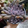 SEN ĐÁ " Sen Đá Cúc Tím "- cây đủ size - NHẬP KHẨU