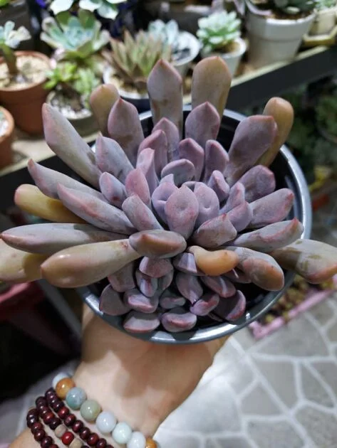 SEN ĐÁ " Sen Đá Cúc Tím "- cây đủ size - NHẬP KHẨU SEN ĐÁ " Sen Đá Cúc Tím "- cây đủ size - NHẬP KHẨU