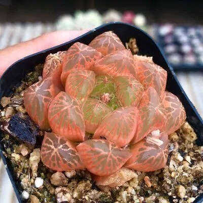 SEN ĐÁ " Sen Đá Kim Cương Đỏ " -  cây đủ size - NHẬP KHẨU