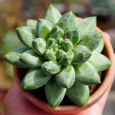 SEN ĐÁ " Sen Đá Kim Cương Xanh " -  cây đủ size - NHẬP KHẨU
