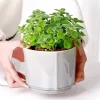 SEN ĐÁ " Sen Đá Lá Thơm - nhất mạt hương "- cây đủ size - NHẬP KHẨU