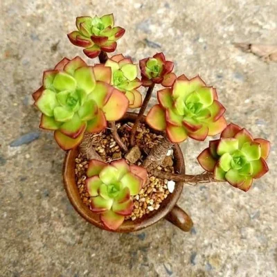 SEN ĐÁ " Sen Đá Mai Đỏ gốc thụ, chậu nhiều thân " -  cây đủ size - NHẬP KHẨU