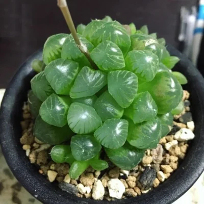 SEN ĐÁ " Sen Đá Ngọc Tròn " -  cây đủ size - NHẬP KHẨU