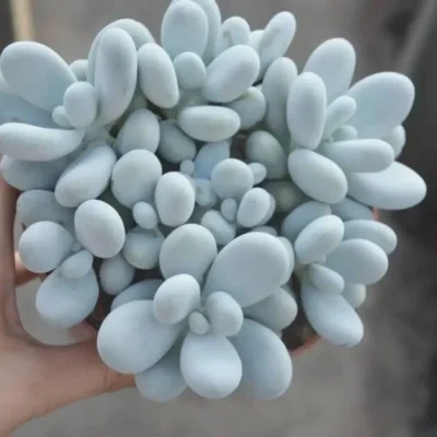 SEN ĐÁ " Sen Đá Sỏi Trắng " -  cây đủ size - NHẬP KHẨU