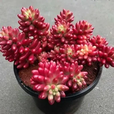 SEN ĐÁ " Sen Thạch Ngọc Đỏ " -  cây đủ size - NHẬP KHẨU