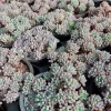 SEN ĐÁ " Sen Đá Trứng Cá " -  cây đủ size - NHẬP KHẨU