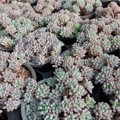 SEN ĐÁ " Sen Đá Trứng Cá " -  cây đủ size - NHẬP KHẨU