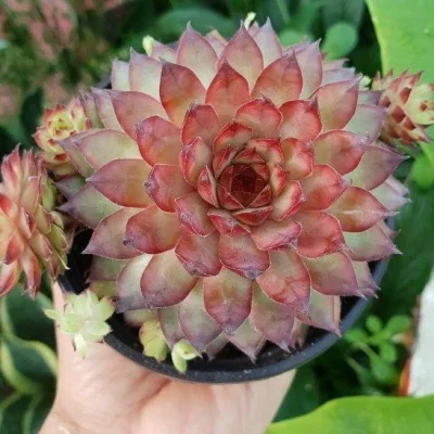 SEN ĐÁ " Phật Bà Đỏ - Top Cây Phong Thủy Hút Tài Lộc, Bình An " -  cây đủ size - NHẬP KHẨU