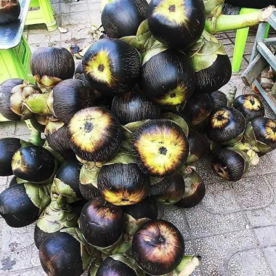 CÂY GIỐNG " CÂY THỐT NỐT "