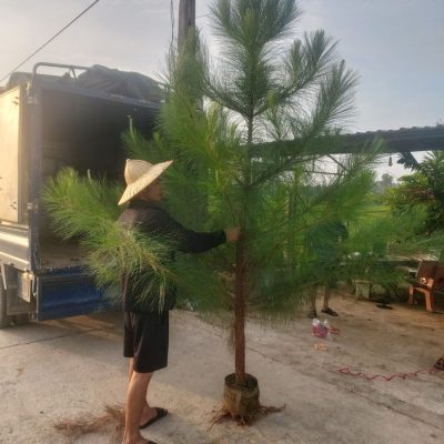 Cây thông công trình (thông caribe, thông mã vĩ, thông lá kim ,thông 2 lá ) đường kính 3cm, 4cm, 5cm, 6cm, 7cm, 8cm cao 2m, 3m -4m, 5m