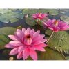Cây giống hoa súng mỹ " màu hồng".