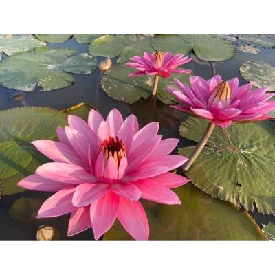 Cây giống hoa súng mỹ " màu hồng".