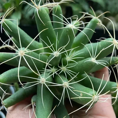 Xương Rồng " Xương rồng nải chuối "- cây đủ size