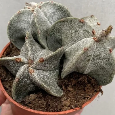 Xương Rồng " Astro "- cây đủ size