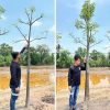 Cây bao báp khổng lồ châu phi trồng công trình, dự án, đường kính 6cm,7cm,8cm, 10cm cao 2m -2,5m- 3m-4m-5m
