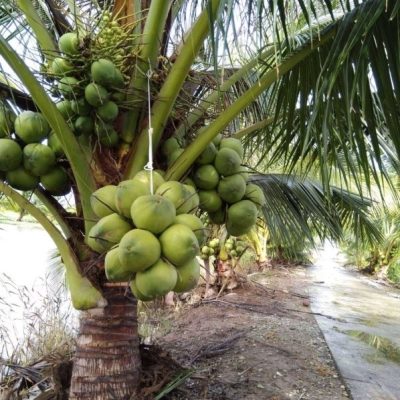Cây Giống Dừa dứa (dừa xiêm thơm Thái Lan ) chuẩn giống