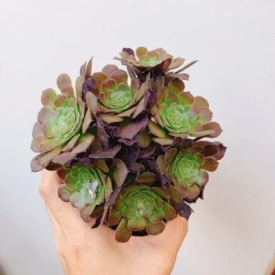 SEN ĐÁ " Sen Đá Aeonium "- cây đủ size - NHẬP KHẨU