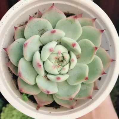 SEN ĐÁ " Sen Đá Bánh Bao Lửa Đẹp “Bốc Lửa”- Cây Mập đẹp "- cây đủ size - NHẬP KHẨU