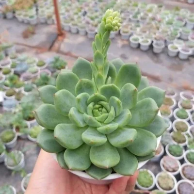 SEN ĐÁ " Sen Đá Bánh Bao Xanh "- cây đủ size - NHẬP KHẨU