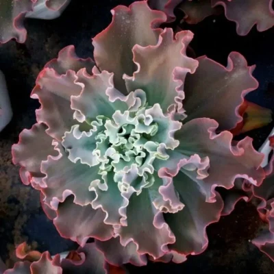 SEN ĐÁ " Sen Đá Bắp Cải Echeveria ‘Crinoline Ruffles "- cây đủ size - NHẬP KHẨU