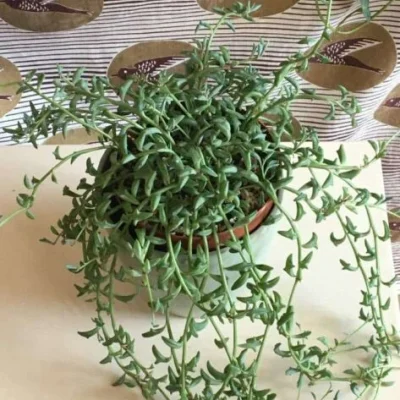 SEN ĐÁ " Sen Đá Cá Heo "- cây đủ size - NHẬP KHẨU