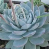 SEN ĐÁ " Sen Đá Chim Xanh Decor Trang Trí Cửa Hàng, Văn Phòng Tuyệt Đẹp "- cây đủ size - NHẬP KHẨU