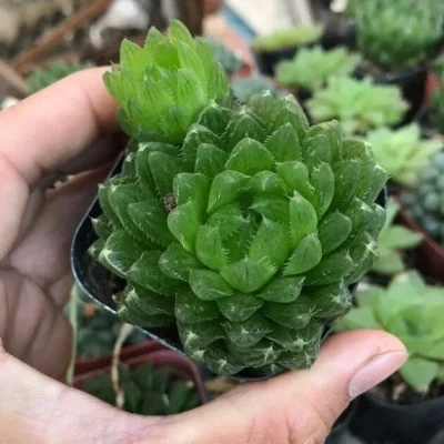 SEN ĐÁ " Sen Đá Dạ Quang "- cây đủ size - NHẬP KHẨU