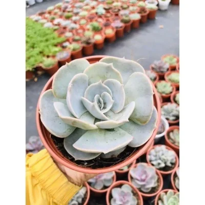 SEN ĐÁ " Sen Đá  Đất Trắng "- cây đủ size - NHẬP KHẨU