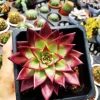 SEN ĐÁ " Sen Đá Đế Vương Đỏ "- cây đủ size - NHẬP KHẨU