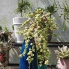 SEN ĐÁ " Sen Đá Đô La Hồng Cổ Thụ " -  cây đủ size - NHẬP KHẨU