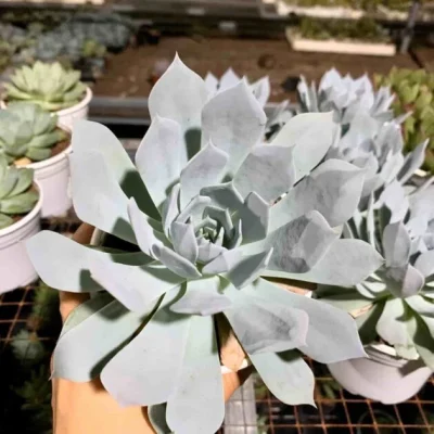SEN ĐÁ " Sen Đá Hạc Trắng - Đẹp Như Người Phụ Nữ Mình Hạc Xương Mai " -  cây đủ size - NHẬP KHẨU