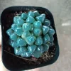 SEN ĐÁ " Sen Đá Kim Cương Xanh Dương  " -  cây đủ size - NHẬP KHẨU