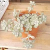 SEN ĐÁ " Sen Đá Kim Tuyến  " -  cây đủ size - NHẬP KHẨU