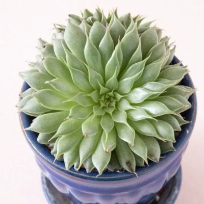 SEN ĐÁ " Sen Đá Kim "- cây đủ size - NHẬP KHẨU