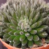 SEN ĐÁ " Sen Đá Nhím Đen " -  cây đủ size - NHẬP KHẨU