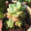 SEN ĐÁ " Sen Đá Sỏi Thiên Thanh Đẹp Nhẹ Nhàng  " -  cây đủ size - NHẬP KHẨU