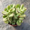 SEN ĐÁ " Sen Tay Gấu " -  cây đủ size - NHẬP KHẨU