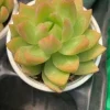 SEN ĐÁ " Vàng " -  cây đủ size - NHẬP KHẨU