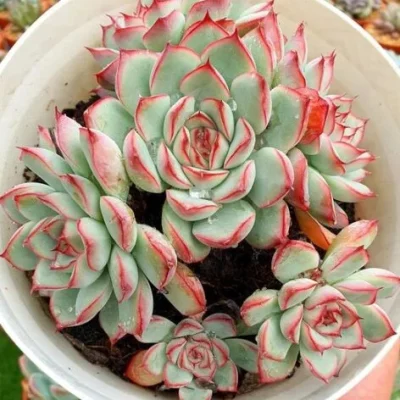 SEN ĐÁ " Viền Đỏ, Viền Lửa, Viền Hồng " -  cây đủ size - NHẬP KHẨU
