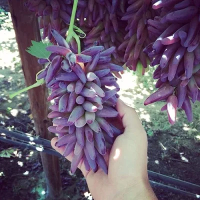 cây giống Nho Phù Thuỷ (Finger grape)