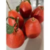 Cây giống bưởi đỏ Ngọc Linh ( bưởi đỏ Đại Hồng) – nhập khẩu