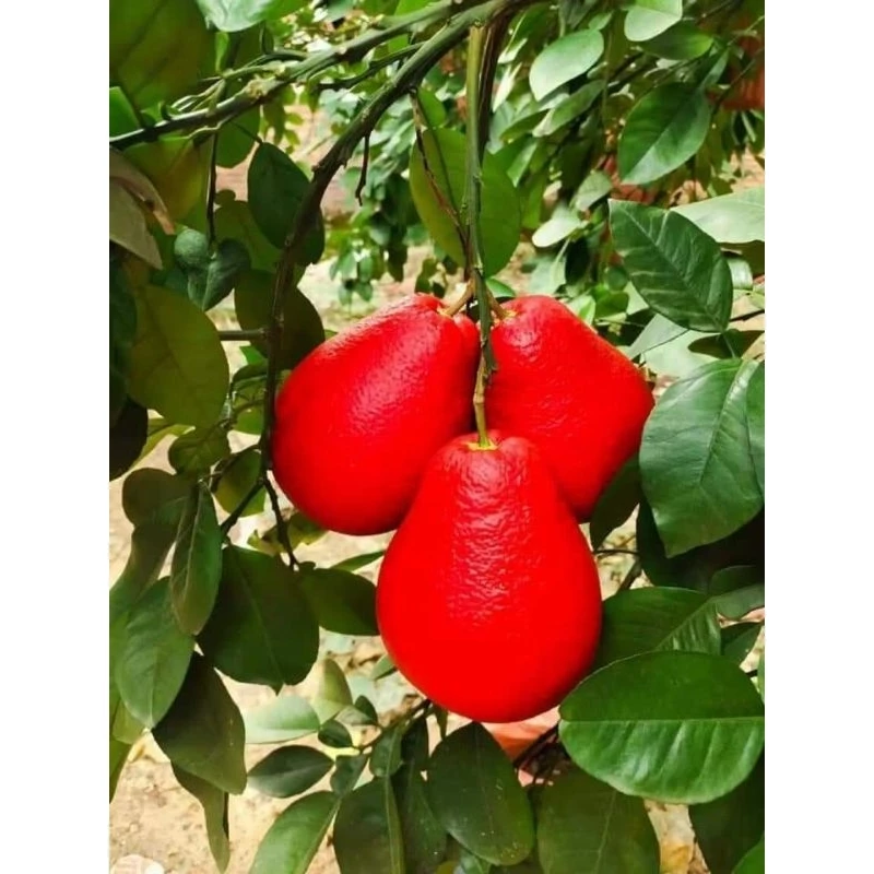 Cây giống bưởi đỏ Ngọc Linh ( bưởi đỏ Đại Hồng) – nhập khẩu Cây giống bưởi đỏ Ngọc Linh ( bưởi đỏ Đại Hồng) – nhập khẩu