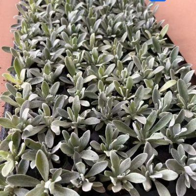 Cúc trường sinh giống Ruby Cluster (Helichrysum amorginum 'Blorub') - cúc bất tử lá bạc - cây giống ươm mô - nhập khẩu