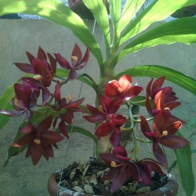 Chậu Hoa Lan " thiên nga đỏ " - cây  giống, cây cấn nu, cây ôm nụ  - cây nhập khẩu