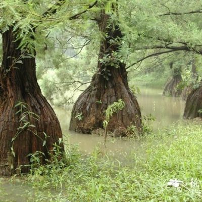 Cây thủy tùng - cây thông nước giống  : vô cùng quý hiếm và đắt đỏ